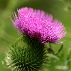 Thistle