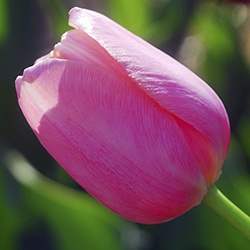 Tulip (Pink)