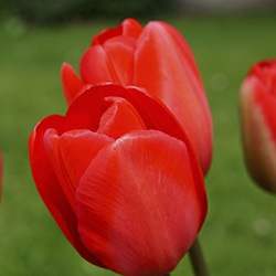 Tulip (Red)