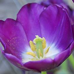 Tulip (Purple)