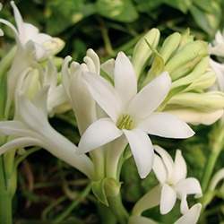 Tuberose