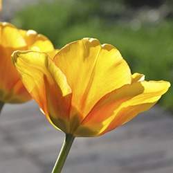 Tulip (Yellow)