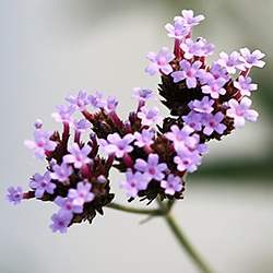 Verbena (Vervain)