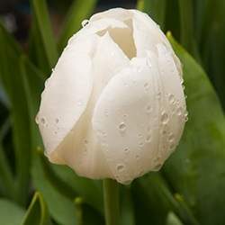 Tulip (White)