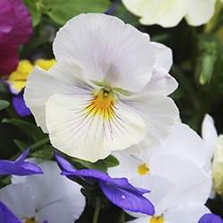 Violets (White)