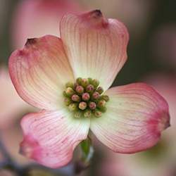 Virginia Flower (Dogwood Flower)