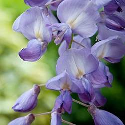 Wisteria