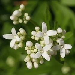 Woodruff Flower (Wild Baby's Breath)