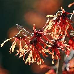 Witch Hazel