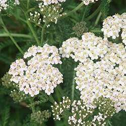 Yarrow