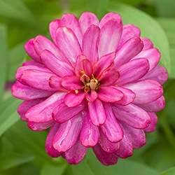 Zinnia (Magenta)