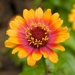 Zinnia (Mixed)