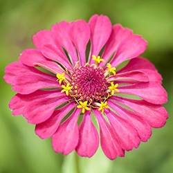 Zinnia (Pink)