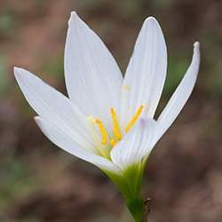 Zephyranthes