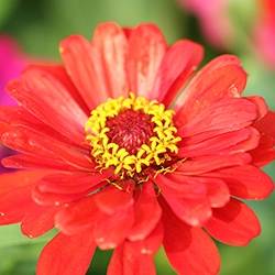 Zinnia (Scarlet)