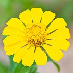 Zinnia (Yellow)