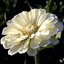 Zinnia (White)