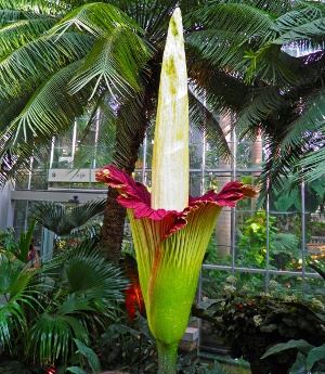 Amorphophallus Titanum (Titan Arum)