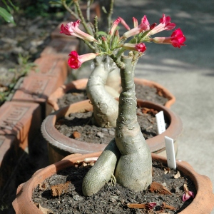 Desert Rose