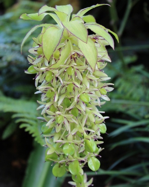 Pineapple Lily (Eucomis)