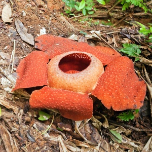 Rafflesia Arnoldii