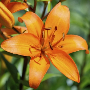 Asiatic Lily