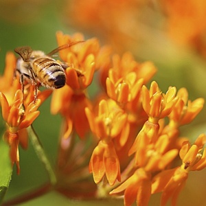 Butterfly Weed