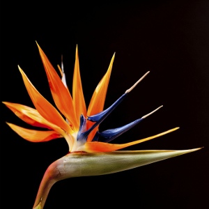 Bird of Paradise