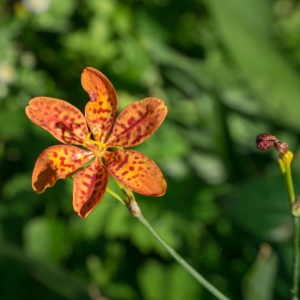 Blackberry Lily