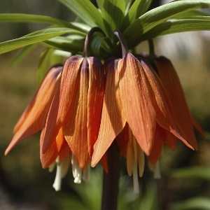 Fritillaria