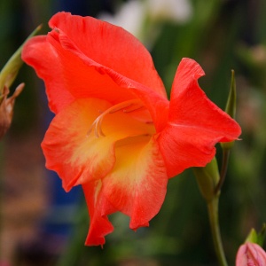 Gladiolus