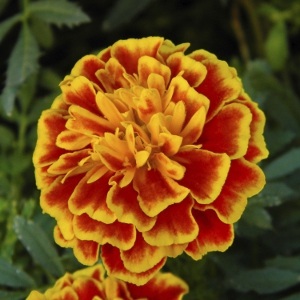 Marigold