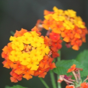 Lantana