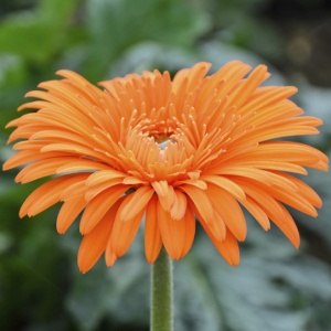 Gerbera