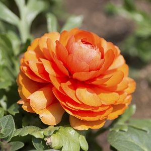 Persian Buttercup