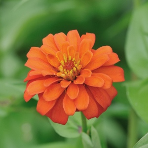 Zinnia