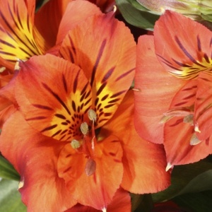 Peruvian Lily