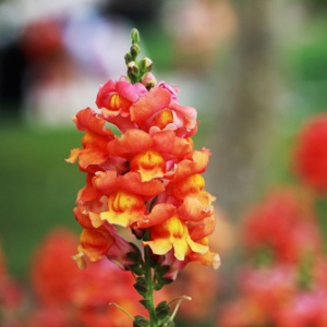 Snapdragon