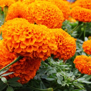 Marigold