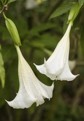 Angel's Trumpet Flowers