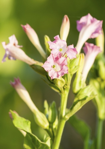 Pink Flowering Tobacco