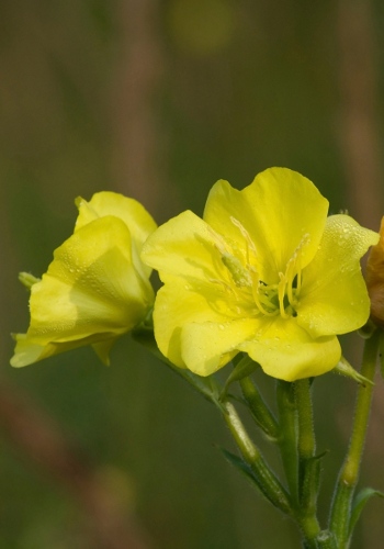 Evening Primrose Aglow