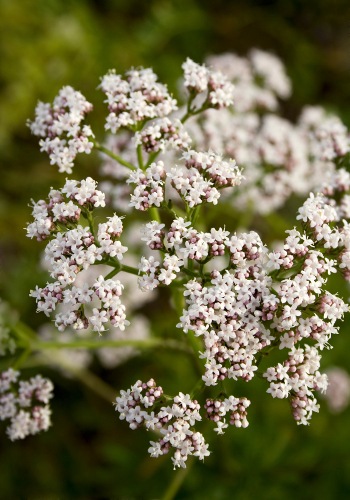 Garden Heliotrope Valerian