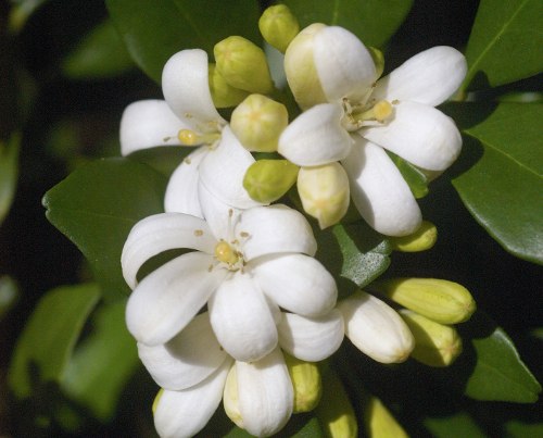 Mock Orange Flowers