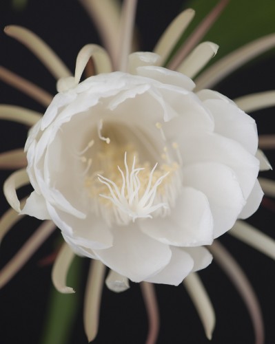 Beautiufl Night-blooming Cereus