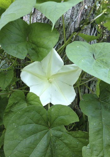 Blooming Moonflower