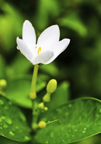 Night Blooming Jasmine Flower