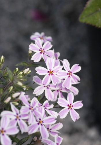 Candy Stripe Night Phlox