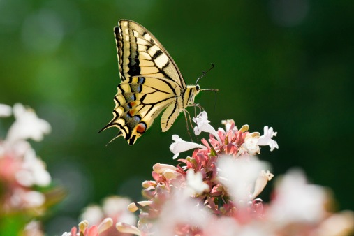 Abelia Flower