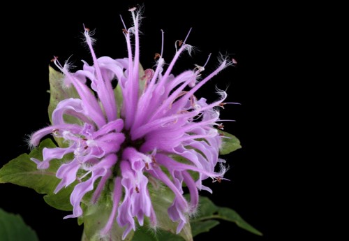 Bee Balm